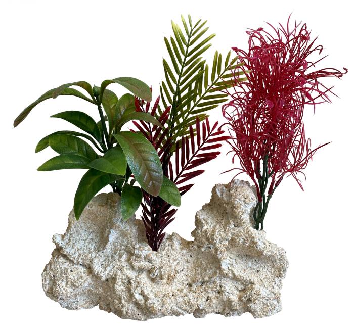 Plante Côte Rocheuse Maxi 28 cm de haut [P2]
