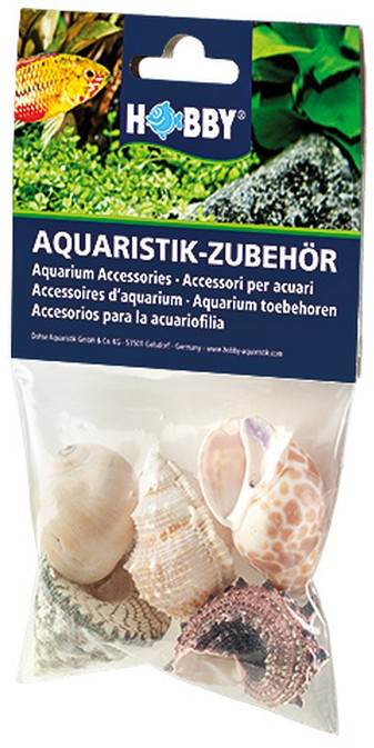 Sea Shells Set L (5 Stück)