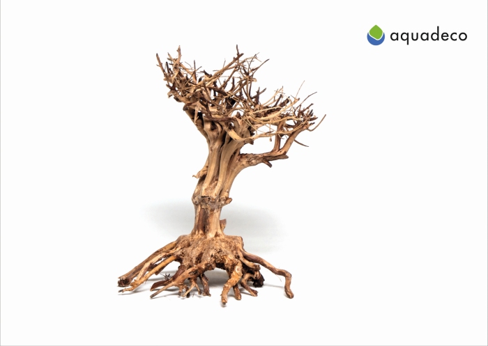 Mammut-Bonsai M (20 x 25 cm)