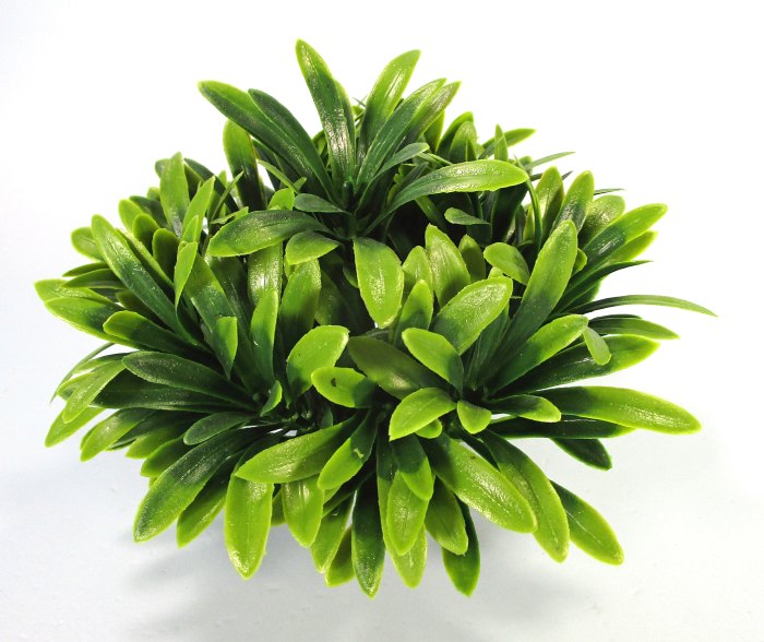Pflanzen Deluxe S Nr. 33 (8 - 12 cm)