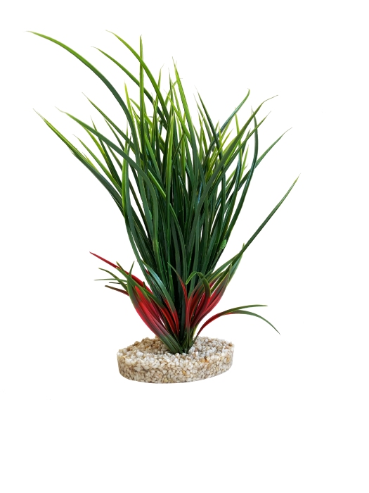 Herbe Fan 34 cm de haut [P6]