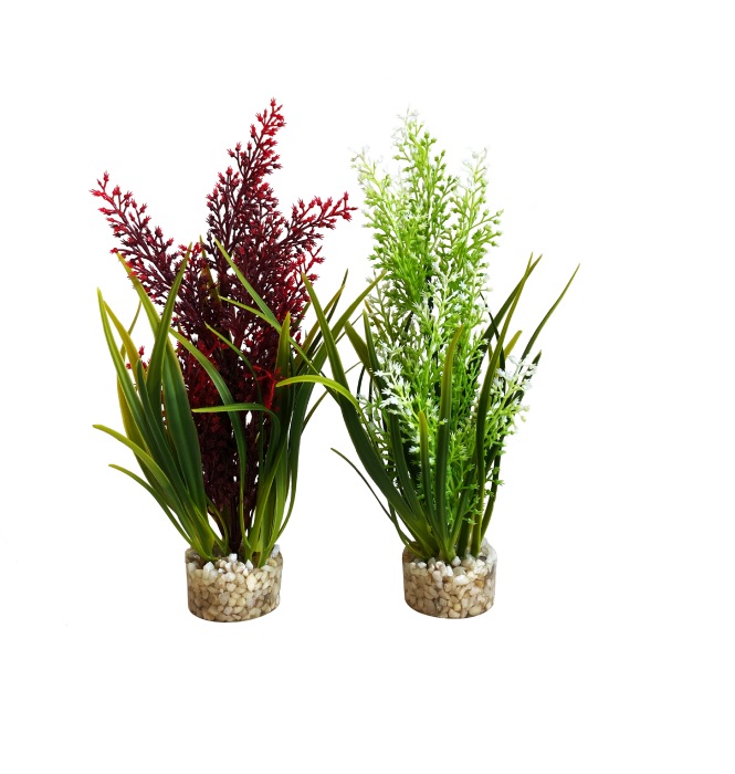 Tropica 20 cm de haut [P12]