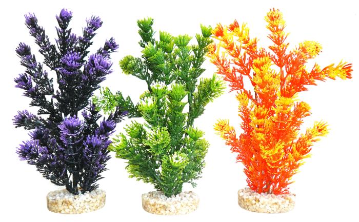 Plante Fiesta Aquaplant 24 cm de haut [P6]