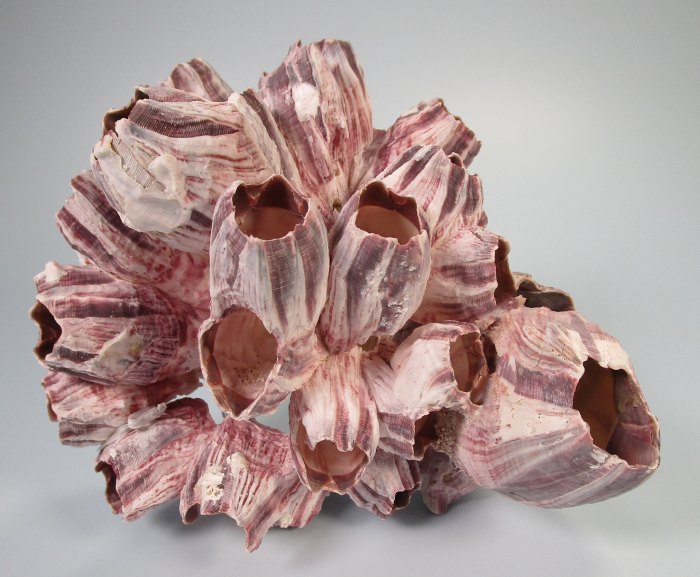 Barnacle (12 - 15 cm)