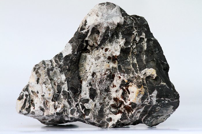 Leopardenstein M (2,3-2,7 kg) [P10]