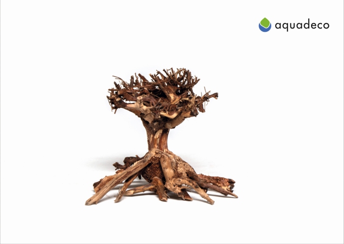 Mammut-Bonsai S (15 x 20 cm)