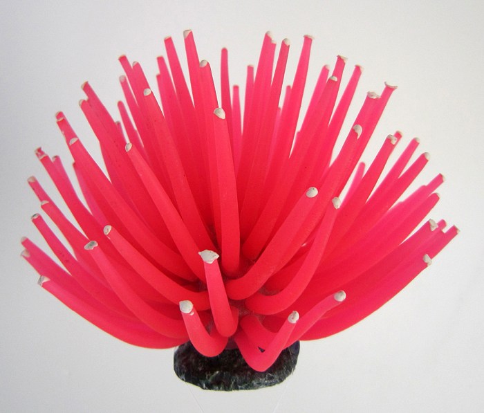 Smiling Coral, rot (9 x 9 x 8 cm)