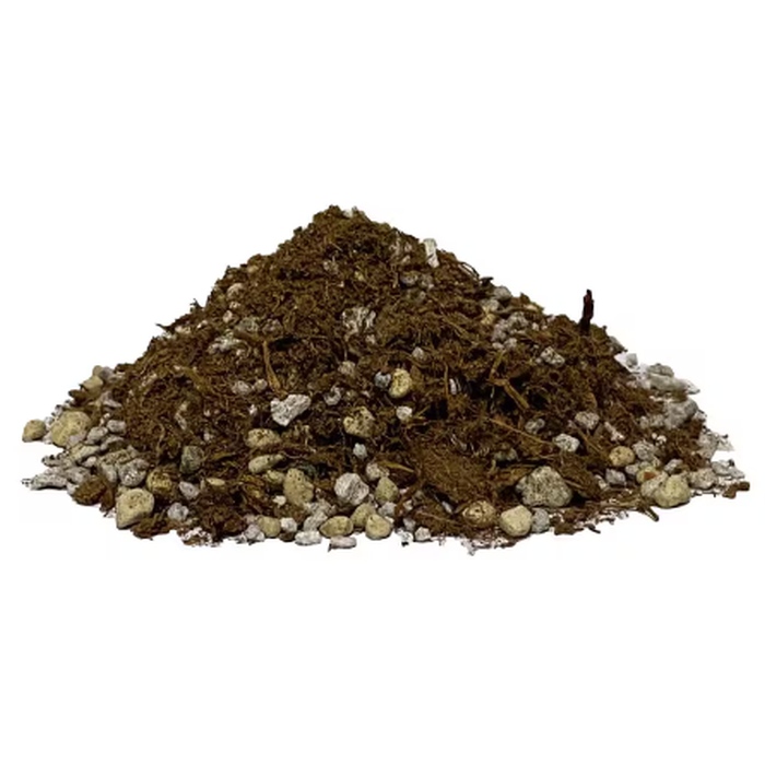 J. Green Soil Staghorn Fern 700ml