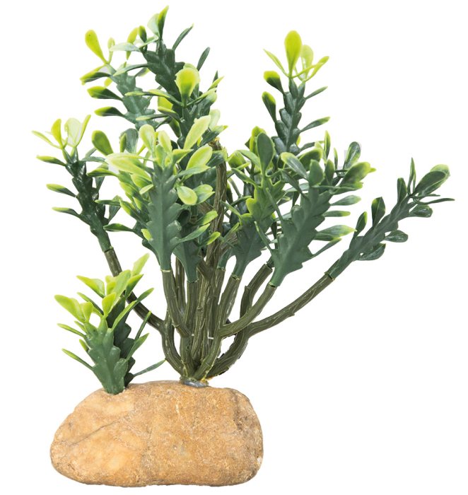 Euphorbia M 15x7x16 cm