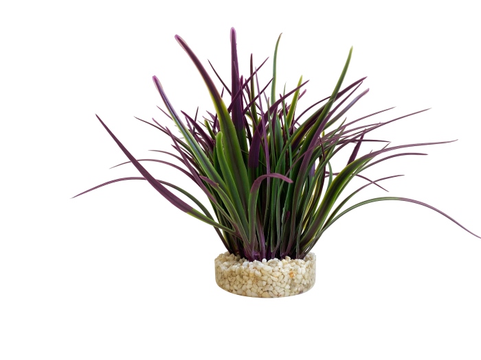 Amazonia 25 cm de haut [P6]