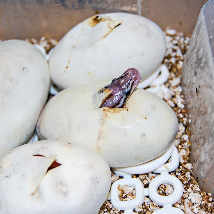 Easy Breeder Incubator (48 x 25 x 51 cm)