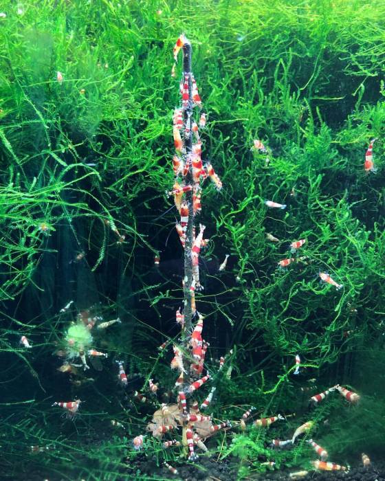 Shrimp Stick Spinat Lolly (10 Stück)