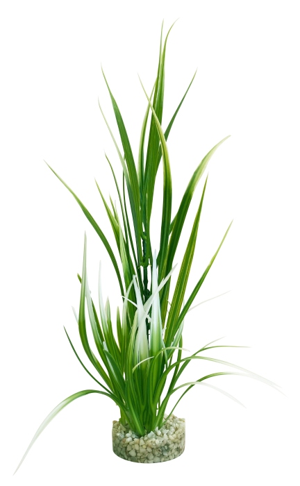 Plante épée 25 cm de haut [P8]
