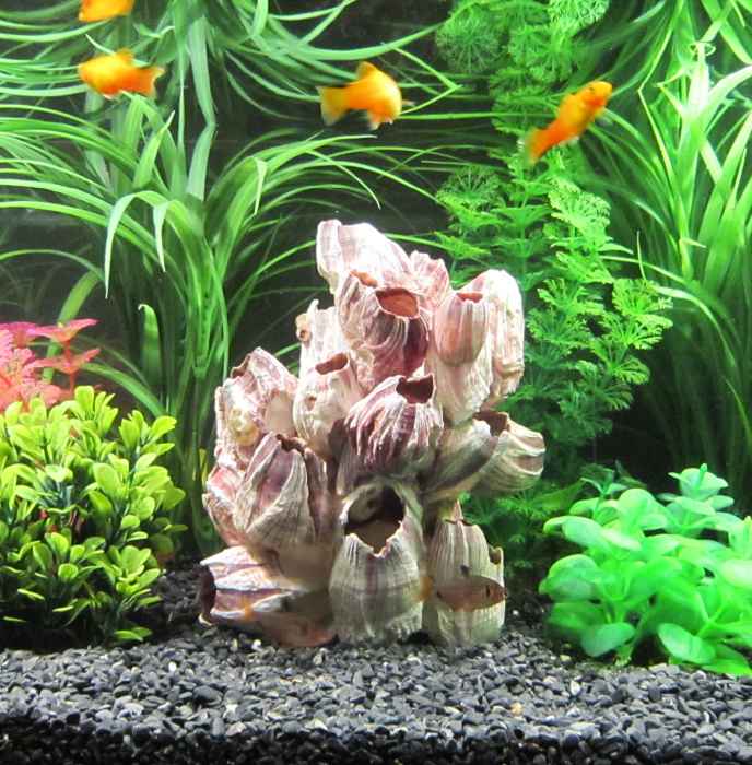 Barnacle (12 - 15 cm)