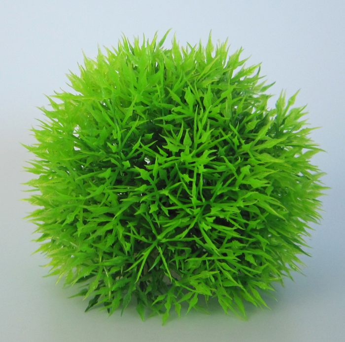 Pflanzen Deluxe S Nr. 9 (8 - 12 cm)