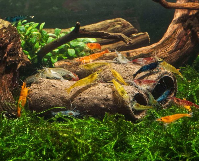 GlasGarten – Crispy Caves - fressbare Höhlen, Größe S (3 Stk.)