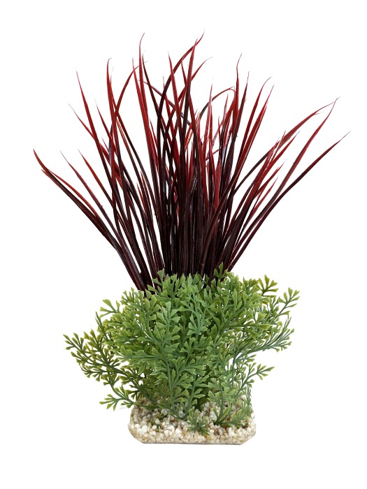 Acorus géant 28 cm de haut [P6]