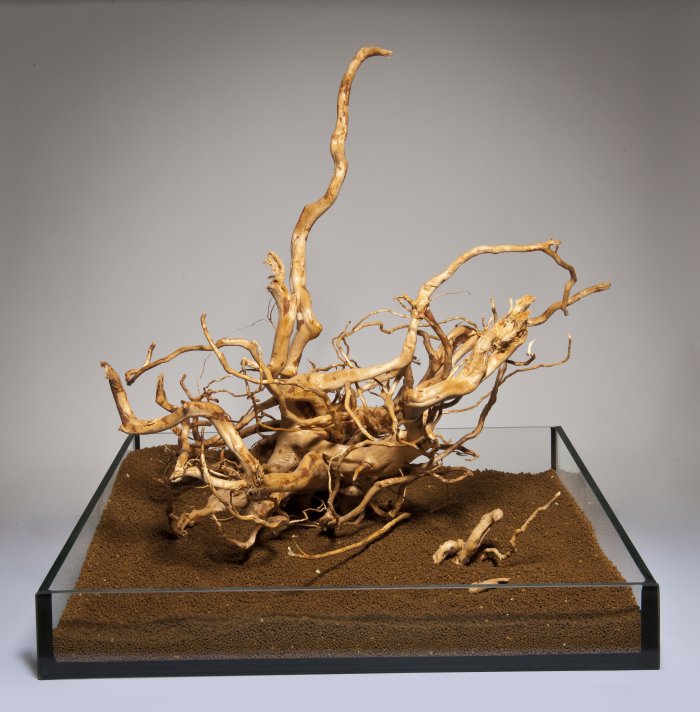 Rote Moorwurzel (45-70 cm) [P6]