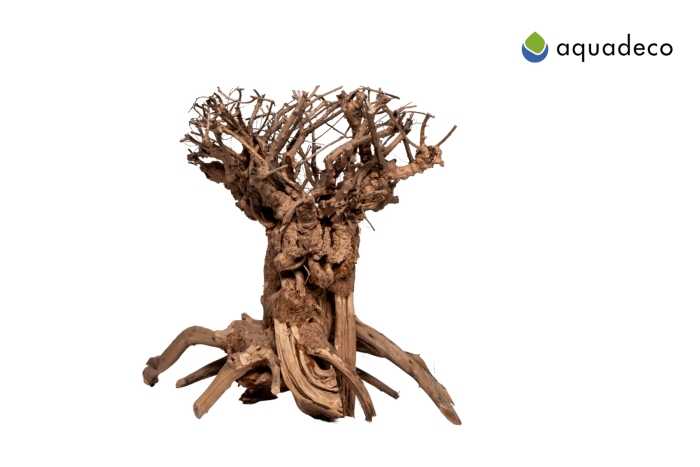 Mammut-Bonsai L (30 x 35 cm)