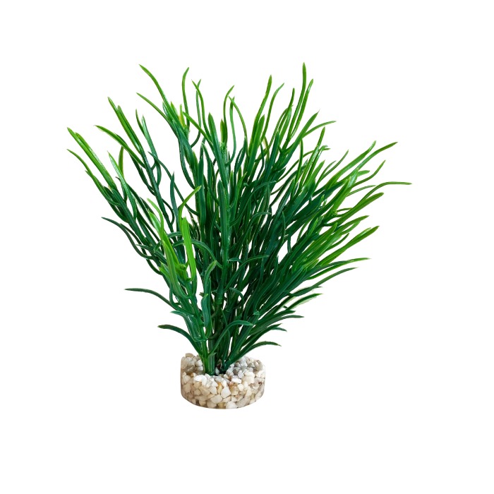 Herbe de mer moyenne 25 cm de haut [P12]