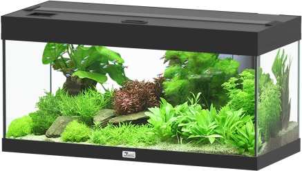 Prestige 80 Schwarz Aquarium