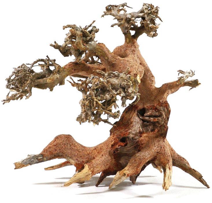 Aqua-Bonsai S (15-20 cm)