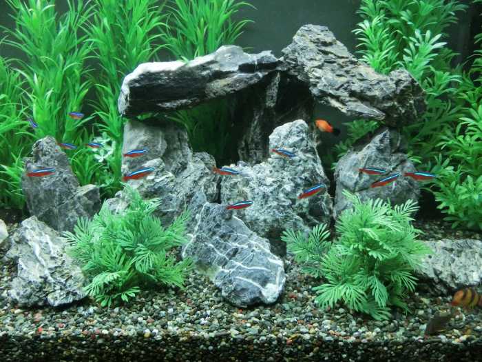 Canyon Rock L (1,5 - 2,5 kg)