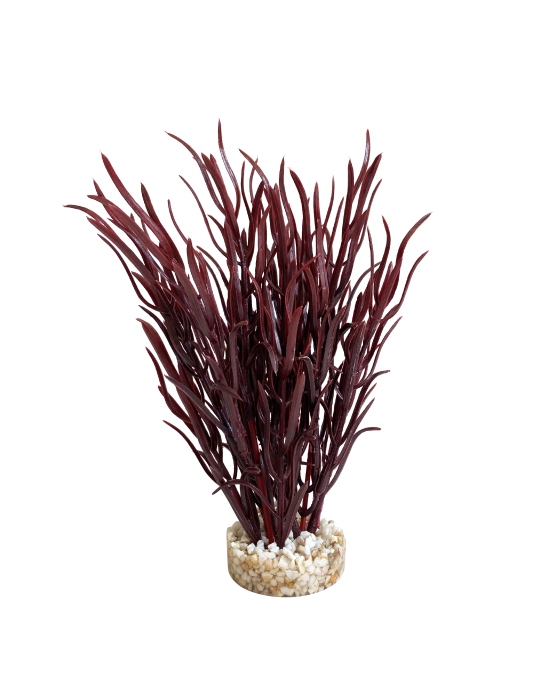 Herbe de mer moyenne 25 cm de haut [P12]