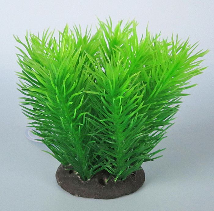 Pflanzen Deluxe S Nr. 1 (8 - 12 cm)