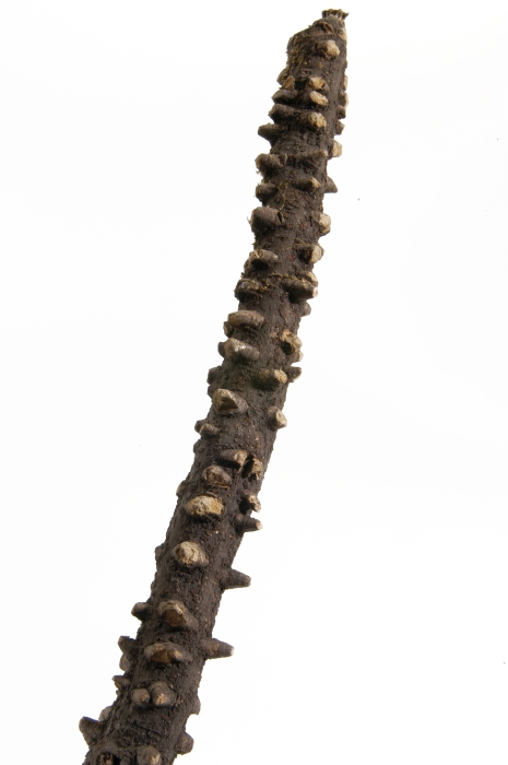 Kletter-Holz M (40-50 cm)