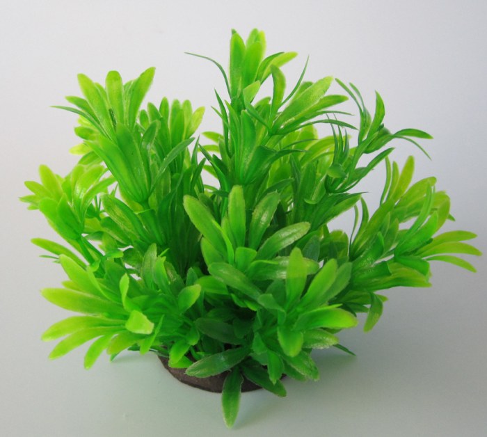 Pflanzen Deluxe S Nr. 16 (8 - 12 cm)
