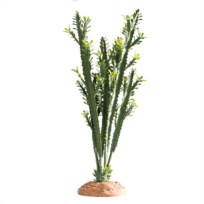 Euphorbia L 25x10x46 cm