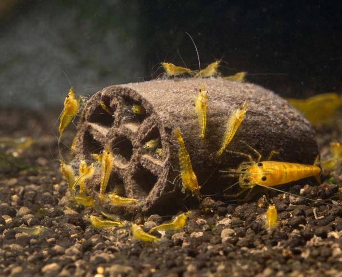GlasGarten – Crispy Caves - fressbare Höhlen, Größe Baby (2 Stk.)
