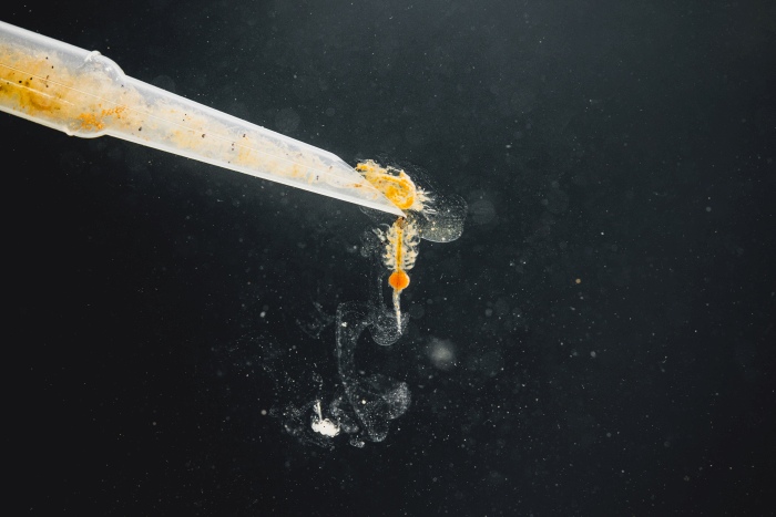 Pure Nature – Artemia (100 ml)