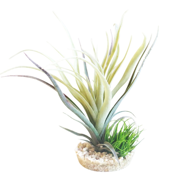 Tillandsia fan 22 cm de haut [P6]