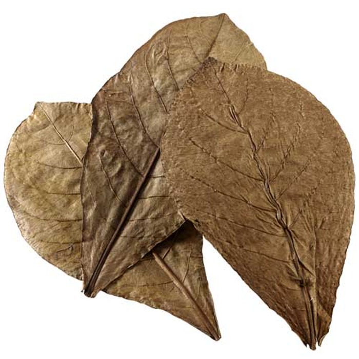 Catappa Leaves XL, 12 St., SB