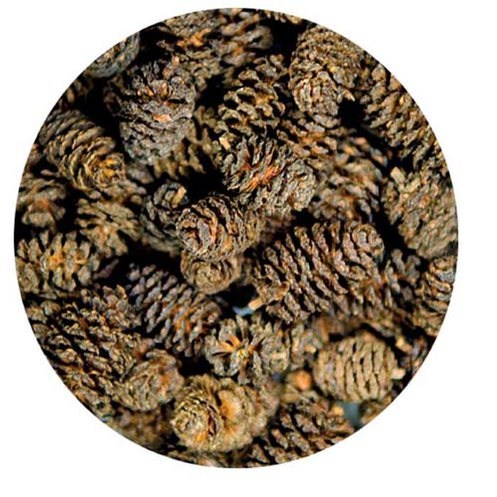 Alder Cones, 50 Stück