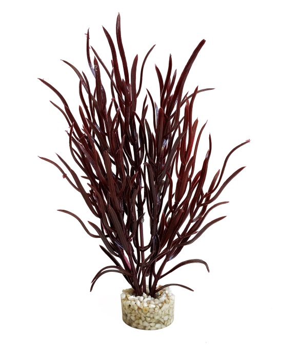 Herbe de mer bébé 16 cm de haut [P12]