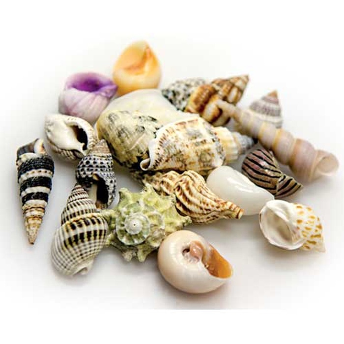 Sea Shells Set S (20 Stück), SB
