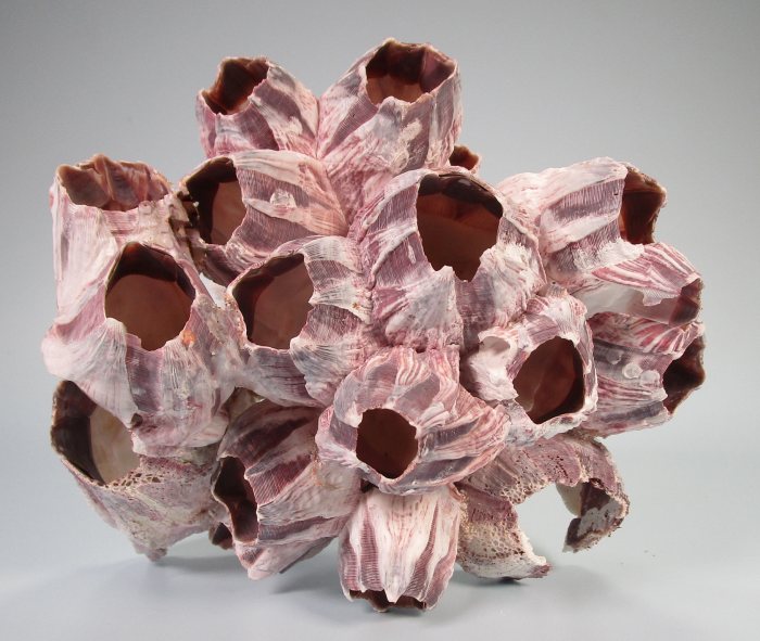 Barnacle (12 - 15 cm)
