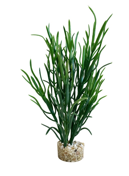 Herbe de mer bébé 16 cm de haut [P12]