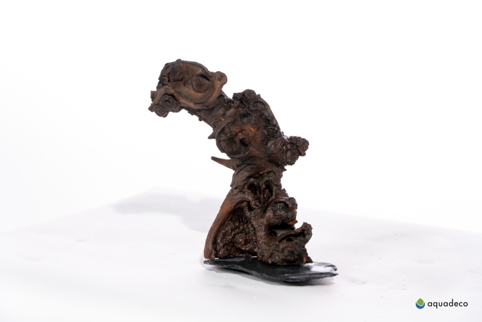 Kongo-Baum, M, Höhe: ca. 35 cm