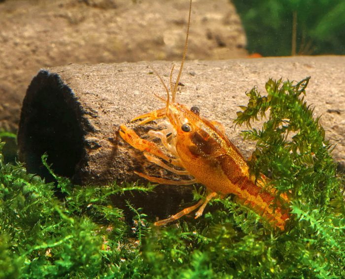 GlasGarten – Crispy Caves - fressbare Höhlen, Größe M (2 Stk.)