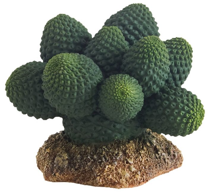 Kaktus Atacama Höhe 7 cm