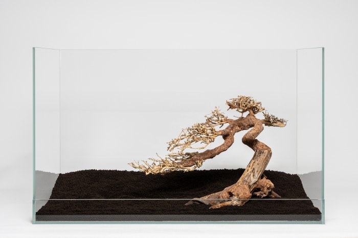 Claw-Bonsai M (25 x 40 cm)