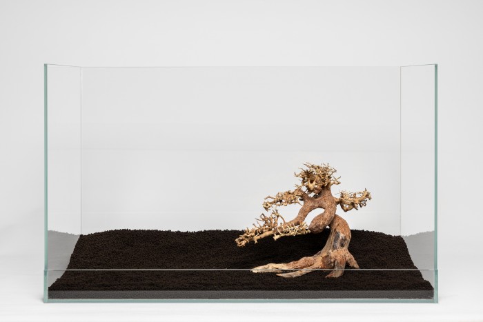 Claw-Bonsai XS (18 x 25 cm)