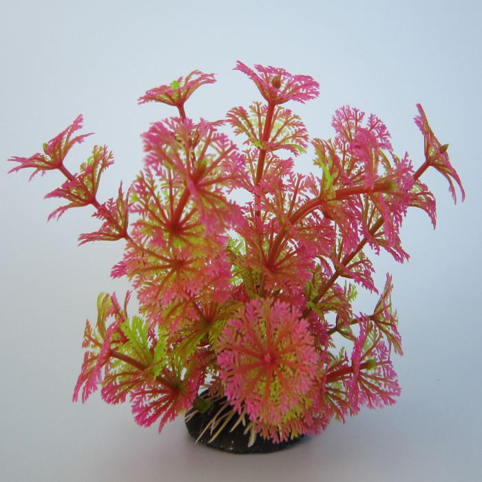 Pflanzen Deluxe S Nr. 8 (8 - 12 cm)