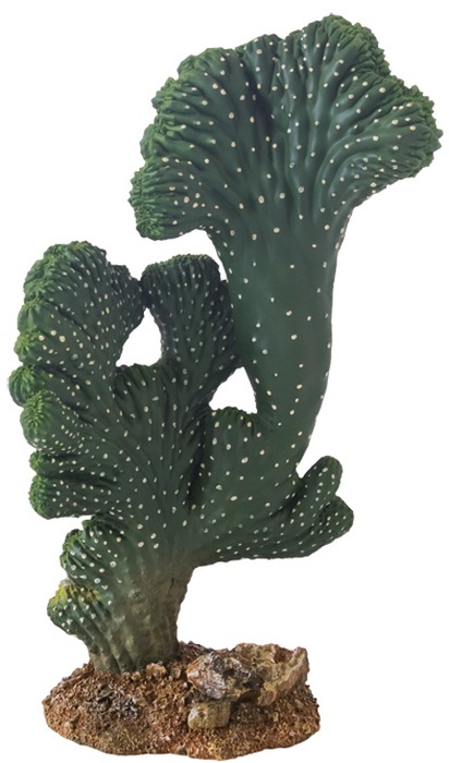 Kaktus Victoria 2 Höhe 22 cm