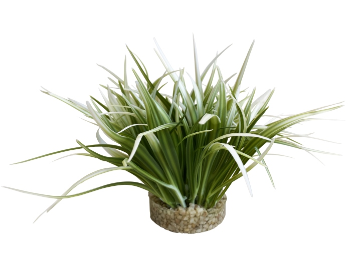 Oasis 20 cm de haut [P6]