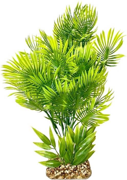 Eucalyptus maxi 42 cm de haut [P4]
